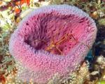 Arrow Crab in a Purple Vase Sponge